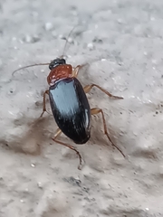 Calathus melanocephalus