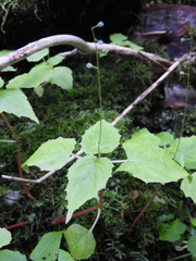 Circaea alpina