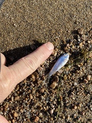 Alosa pseudoharengus