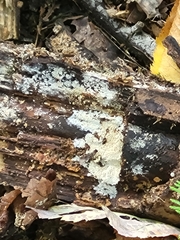 Sclerotinia sclerotiorum