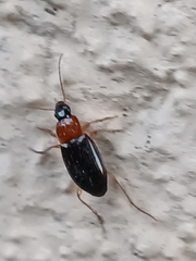 Calathus melanocephalus