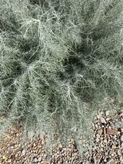 Artemisia filifolia