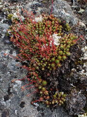 Saxifraga bronchialis