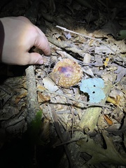 Amanita rubescens