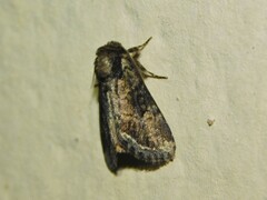 Manga melanodonta