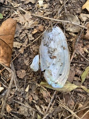 Utterbackia imbecillis