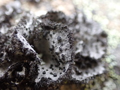Umbilicaria cylindrica