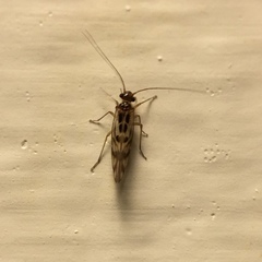 Graphopsocus