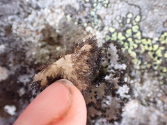 Umbilicaria cylindrica