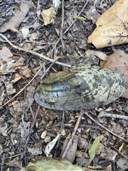 Utterbackia imbecillis