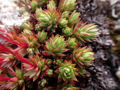 Saxifraga bronchialis