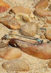 Argia apicalis