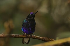 Boissonneaua jardini