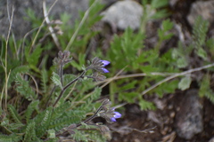 Polemonium pulcherrimum