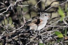 Spizella atrogularis