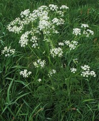 Anthriscus sylvestris
