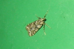 Eudonia lineola