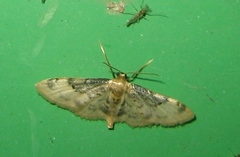 Idaea filicata