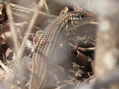 Latastia longicaudata