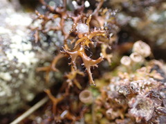 Cetraria aculeata