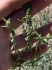 Funastrum hirtellum