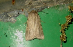 Mythimna congrua