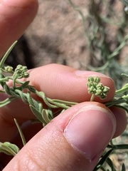 Funastrum hirtellum
