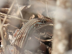 Latastia longicaudata