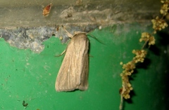 Mythimna congrua