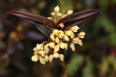 Maxillaria