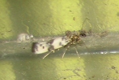 Enolmis acanthella