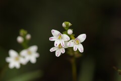 Epidendrum fimbriatum