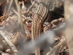 Latastia longicaudata