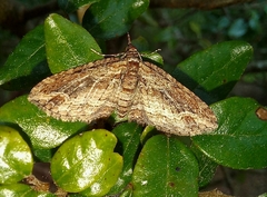 Chloroclystis filata