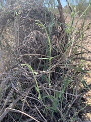 Funastrum hirtellum