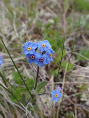 Myosotis asiatica