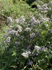 Symphyotrichum puniceum