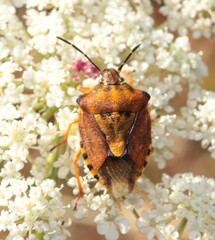 Carpocoris pudicus