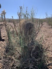 Funastrum hirtellum