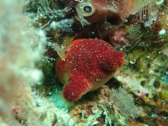 Halocynthia papillosa