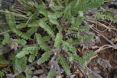Polemonium pulcherrimum
