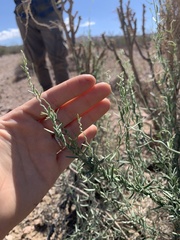 Funastrum hirtellum