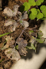 Erysiphe aquilegiae