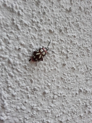 Omophoita simulans