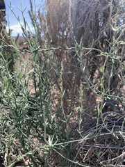Funastrum hirtellum