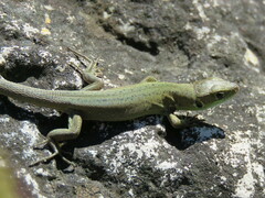 Lacerta viridis