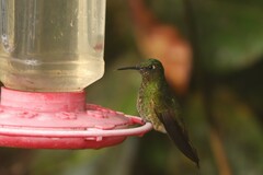 Haplophaedia aureliae