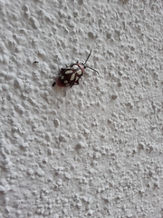 Omophoita simulans