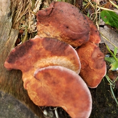 Rhodofomes cajanderi