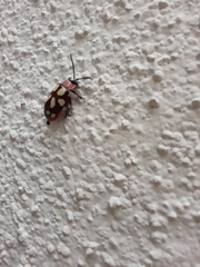 Omophoita simulans
